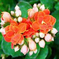 唯美好看长寿花微信头像