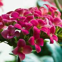 唯美好看长寿花微信头像