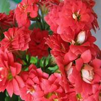 唯美好看长寿花微信头像