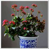 唯美好看长寿花微信头像