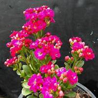 唯美好看长寿花微信头像