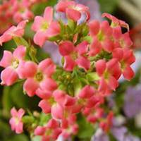 唯美好看长寿花微信头像