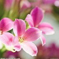 唯美好看长寿花微信头像