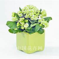 唯美好看长寿花微信头像