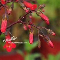 唯美好看长寿花微信头像