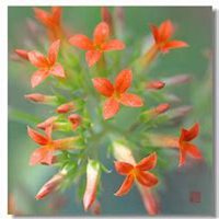 唯美好看长寿花微信头像