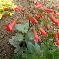 唯美好看长寿花微信头像