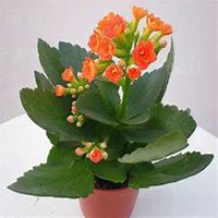 唯美好看长寿花微信头像