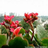 唯美好看长寿花微信头像