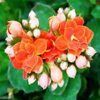 唯美好看长寿花微信头像