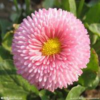 唯美好看雏菊花微信头像