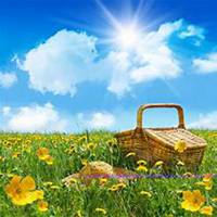 唯美好看雏菊花微信头像