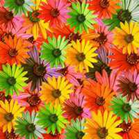 唯美好看雏菊花微信头像