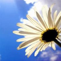 唯美好看雏菊花微信头像