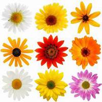 唯美好看雏菊花微信头像