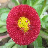 唯美好看雏菊花微信头像