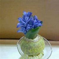 唯美好看风信子微信头像