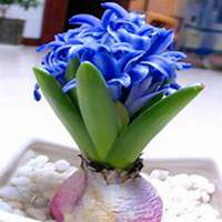 唯美好看风信子微信头像