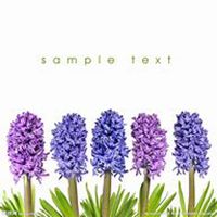 唯美好看风信子微信头像