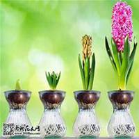 唯美好看风信子微信头像