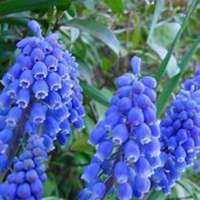 唯美好看风信子微信头像