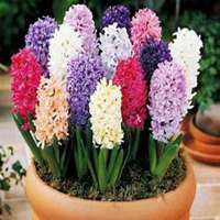 唯美好看风信子微信头像