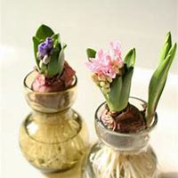 唯美好看风信子微信头像