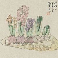 唯美好看风信子微信头像