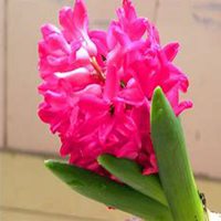 唯美好看风信子微信头像