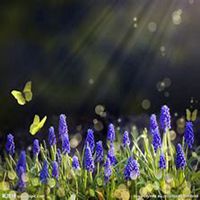 唯美好看风信子微信头像