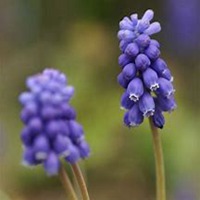 唯美好看风信子微信头像