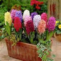 唯美好看风信子微信头像