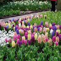 唯美好看风信子微信头像