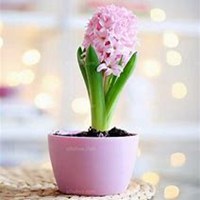 唯美好看风信子微信头像