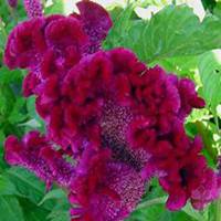 唯美好看鸡冠花微信头像