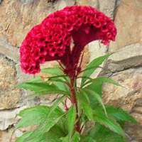 唯美好看鸡冠花微信头像