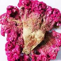 唯美好看鸡冠花微信头像