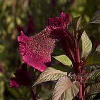 唯美好看鸡冠花微信头像