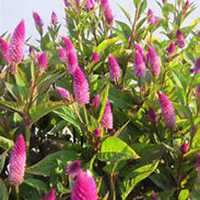 唯美好看鸡冠花微信头像