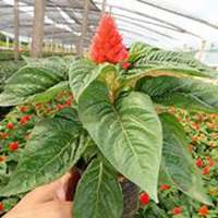 唯美好看鸡冠花微信头像