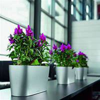 唯美好看鸡冠花微信头像