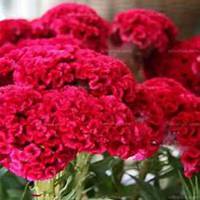 唯美好看鸡冠花微信头像