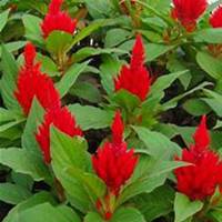 唯美好看鸡冠花微信头像