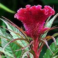 唯美好看鸡冠花微信头像