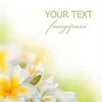 唯美好看鸡蛋花微信头像