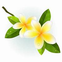 唯美好看鸡蛋花微信头像