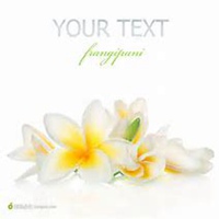 唯美好看鸡蛋花微信头像