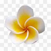 唯美好看鸡蛋花微信头像