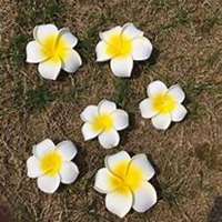 唯美好看鸡蛋花微信头像