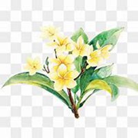 唯美好看鸡蛋花微信头像